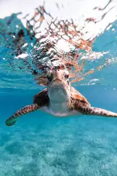 Bonjour tortue - affiche animaux Bonjour tortue - affiche animaux