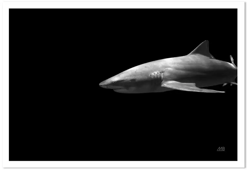 Le grand blanc - affiche requin