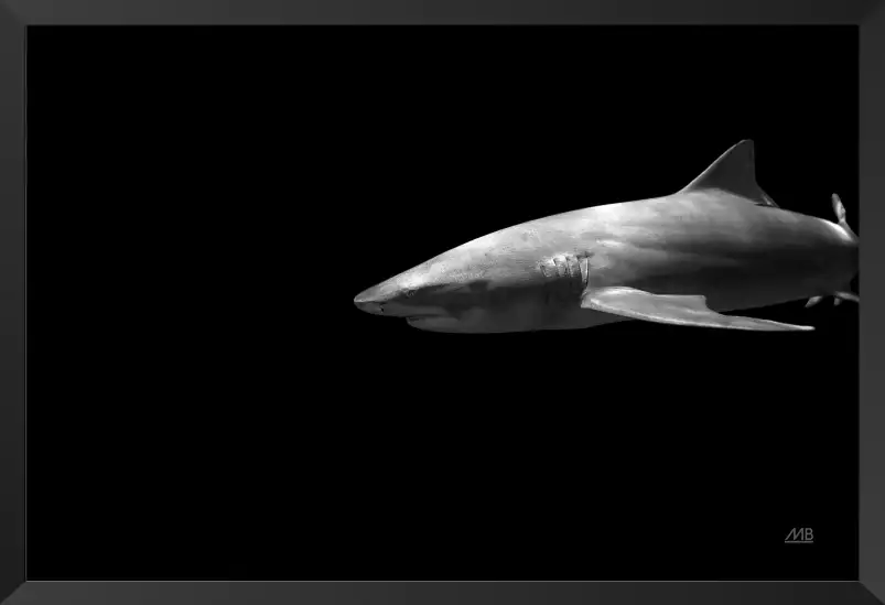 Le grand blanc - affiche requin