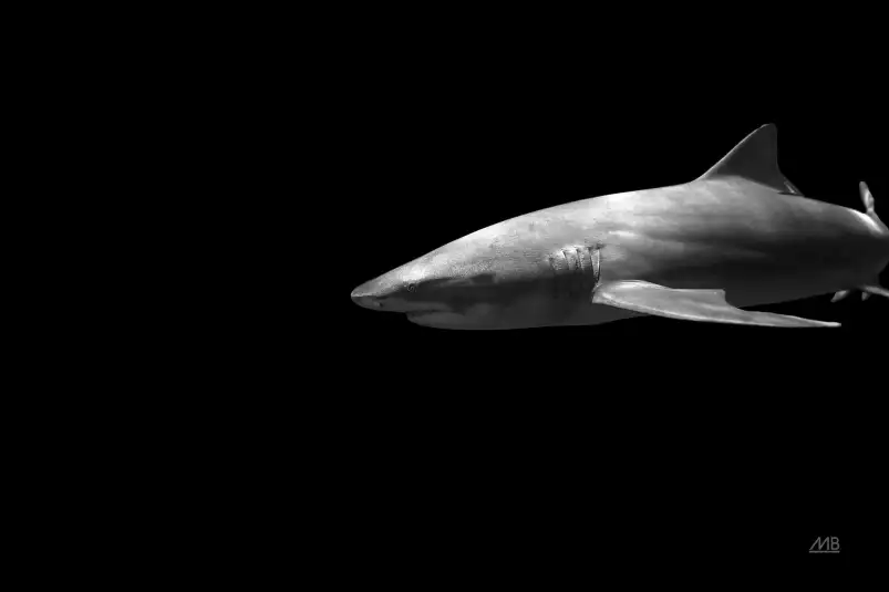 Le grand blanc - affiche requin