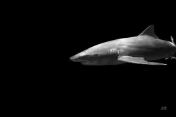 Le grand blanc - affiche requin