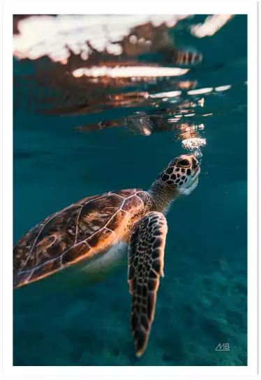 Tortue à la surface - affiche animaux