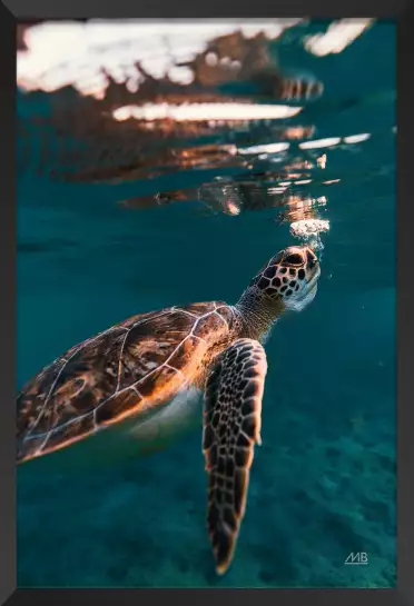 Tortue à la surface - affiche animaux