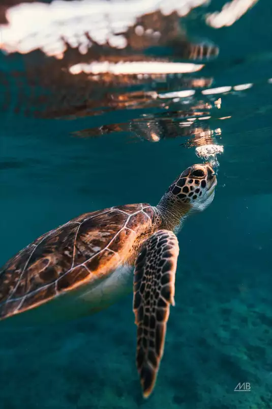 Tortue à la surface - affiche animaux