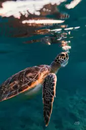 Tortue à la surface - affiche animaux