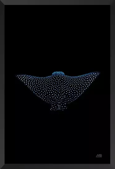 Raie Aigle Sombre - affiche animaux