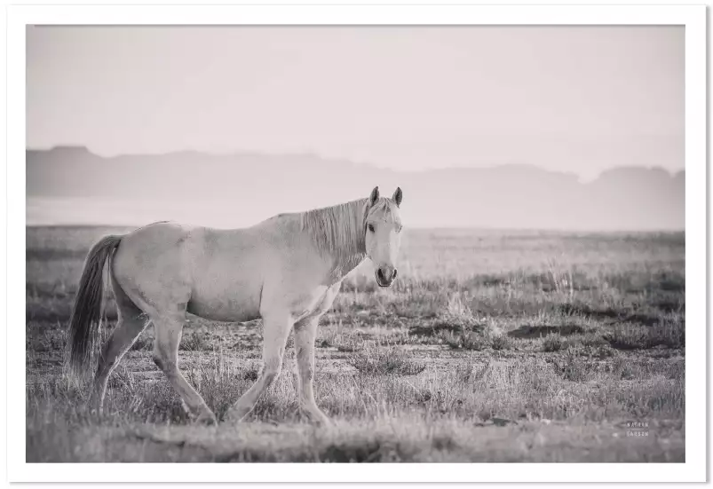 Mustang - affiche cheval