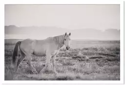 Mustang - affiche cheval