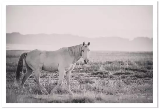 Mustang - affiche cheval