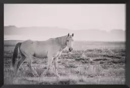 Mustang - affiche cheval