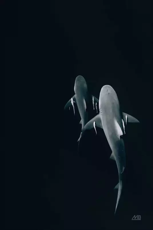 Instinct sauvage - affiche requin