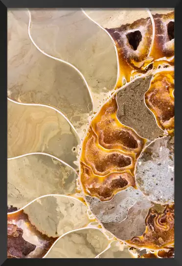 Fossile ammonite - affiche organique