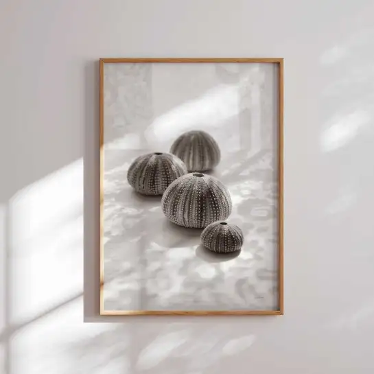 Tableau oursin et ombre d'été - deco zen