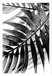 Palmier minimaliste | Affiche photo déco Hexoa - affiche fleurs