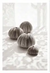 Tableau oursin et ombre d'été - deco zen