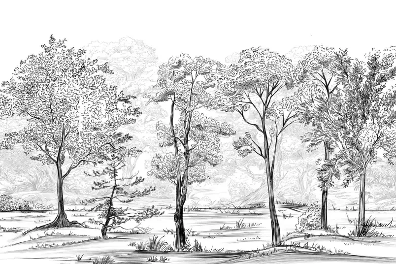 Balade en forêt Noir & Blanc - papier peint paysage