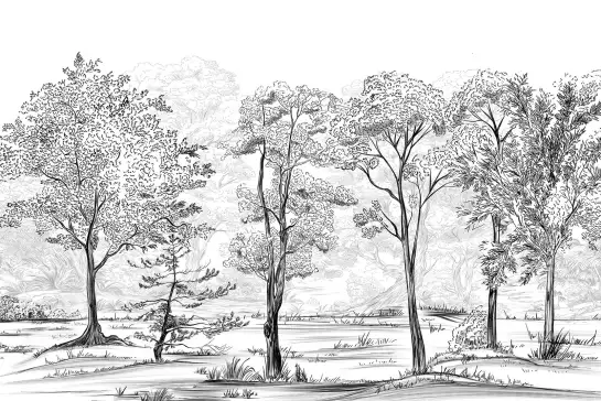 Balade en forêt Noir & Blanc - papier peint paysage