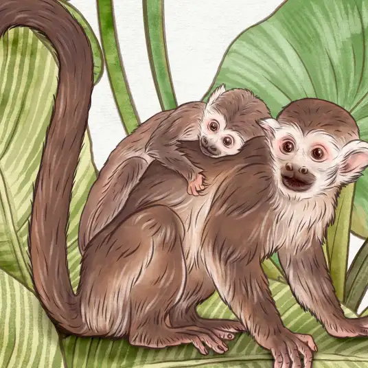 Papier peint Vies de singes fond blanc - papier peint enfant