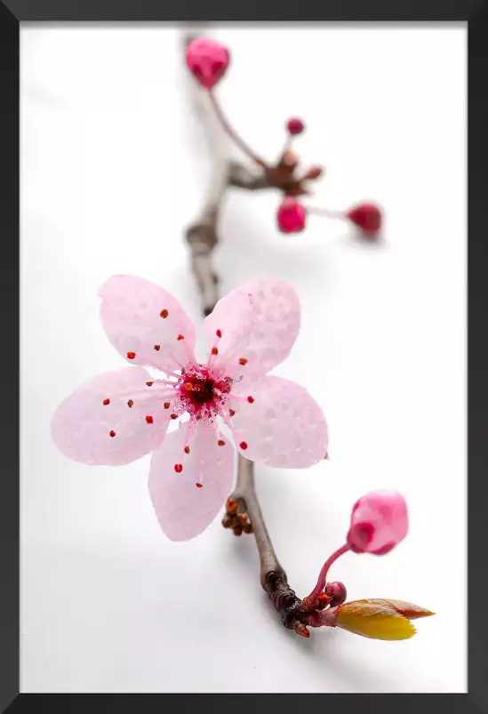 Prunus - tableau de fleur