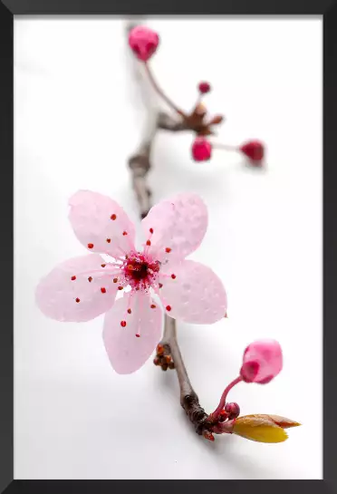 Prunus - tableau de fleur