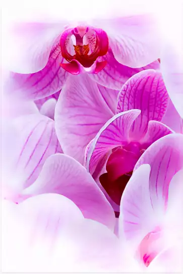 Petale Orchidée - tableau de fleur