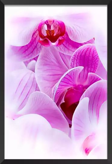 Petale Orchidée - tableau de fleur