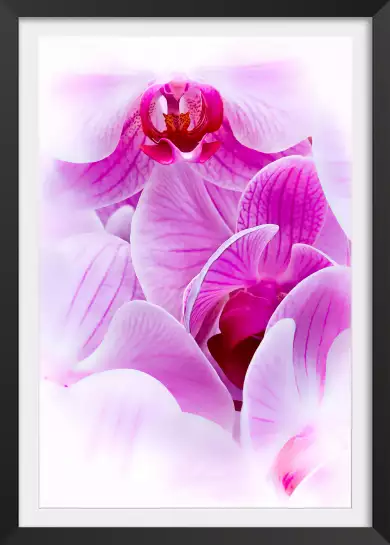 Petale Orchidée - tableau de fleur