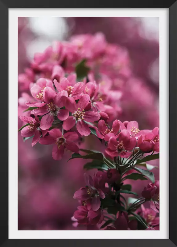 Arbuste en fleur - poster fleur