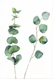 Aquarelle Eucalyptus - affiche feuille