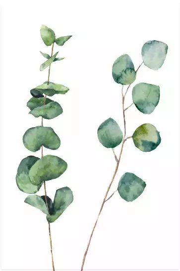 Aquarelle Eucalyptus - affiche feuille