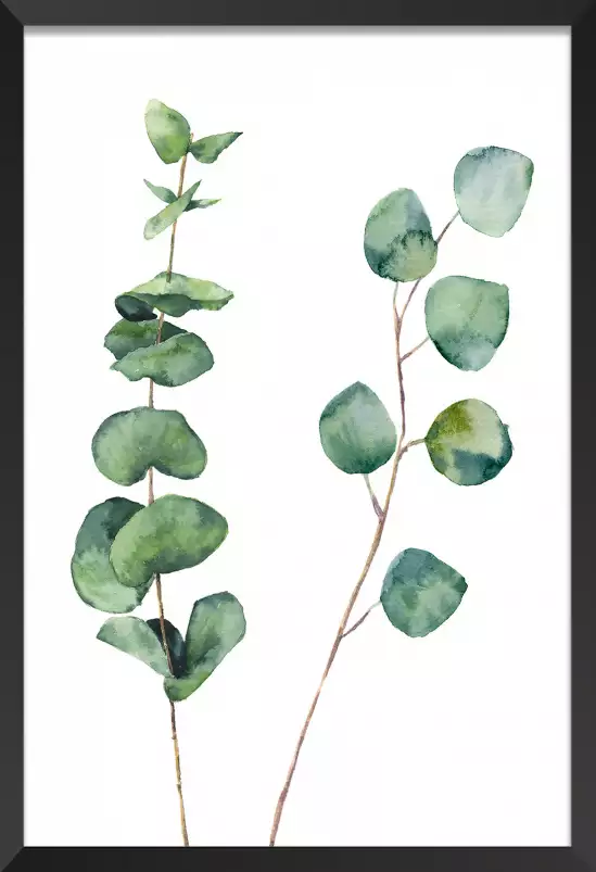 Aquarelle Eucalyptus - affiche feuille