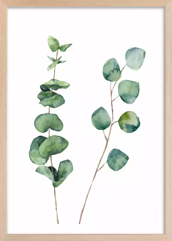 Tableau Nature Aquarelle feuille d'Eucalyptus - Hexoa