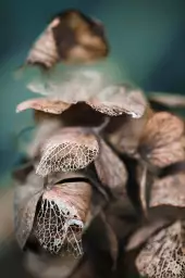 Dentelles de feuille - affiche nature morte