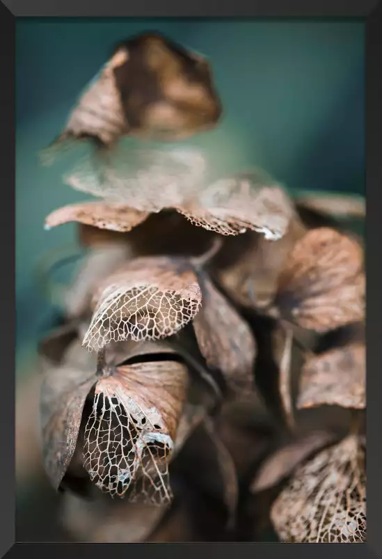 Dentelles de feuille - affiche nature morte