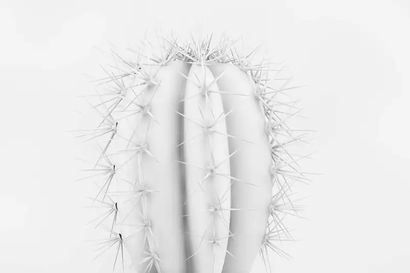 Pur - affiche cactus