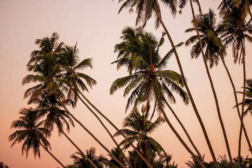 Affiche palmier Coconut Sunset