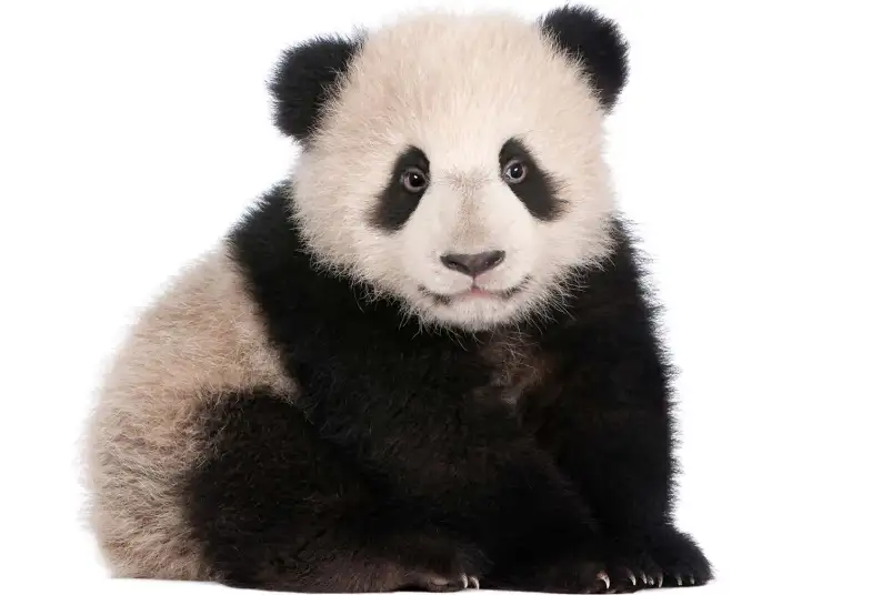 Bébé panda - photo noir et blanc animaux