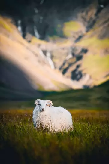 Mouton en islande - photo animaux