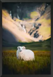 Mouton en islande - photo animaux