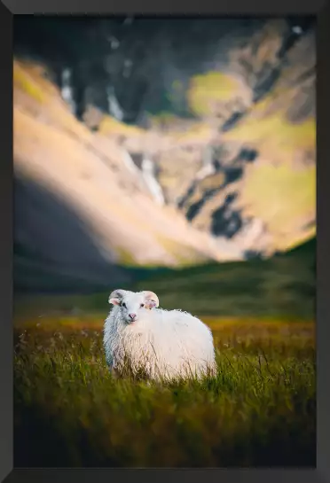 Mouton en islande - photo animaux
