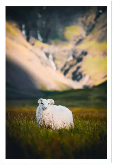 Mouton en islande - photo animaux