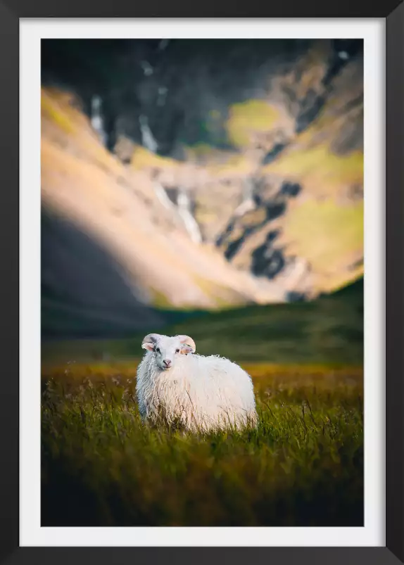 Mouton en islande - photo animaux