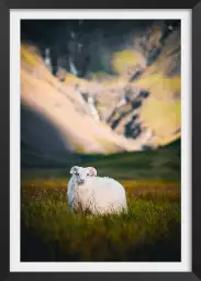 Mouton en islande - photo animaux