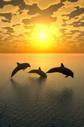 Dauphins trio - tableau animaux marins