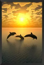 Dauphins trio - tableau animaux marins