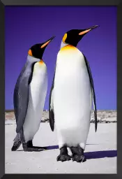 Couple de pingouins - tableau animaux marins