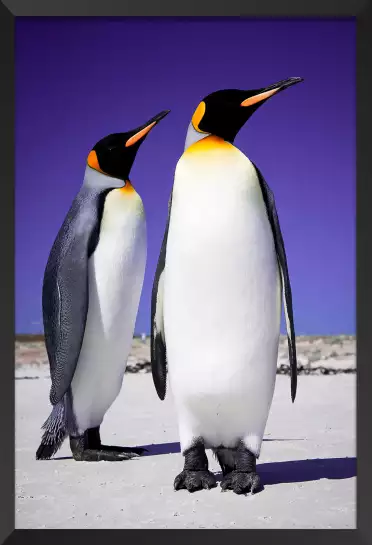 Couple de pingouins - tableau animaux marins