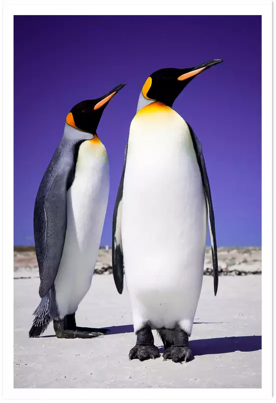 Couple de pingouins - tableau animaux marins