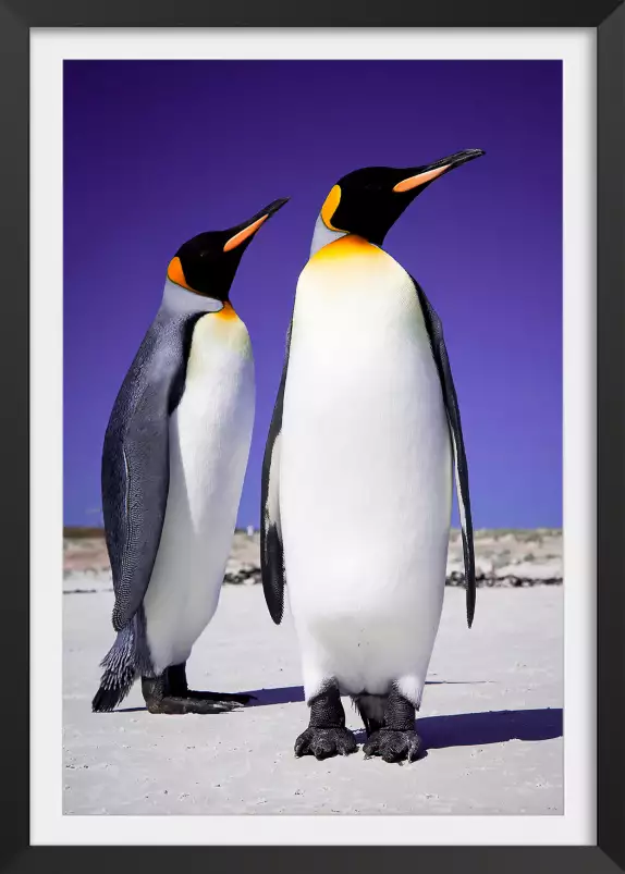 Couple de pingouins - tableau animaux marins