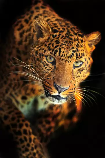 Le léopard - portrait animaux